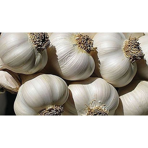 ČESEN SEMENARNA SEMENSKI JARI 500 G DOMAČI (JESEN IN POMLAD)