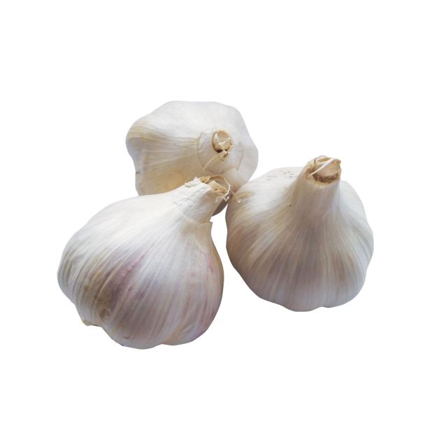 ČESEN SPOMLADANSKI ARNO 500G