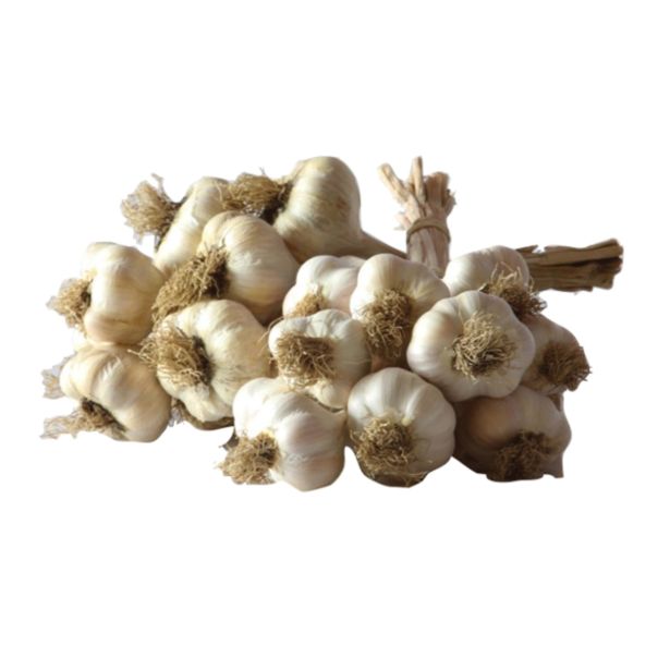 ČESEN VALENTIN PTUJSKI JESENSKI 35-45 MM 500 G