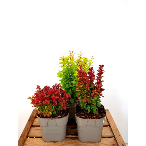 GRMOVNICA OKRASNA V LIST. ČESMIN MIX L17