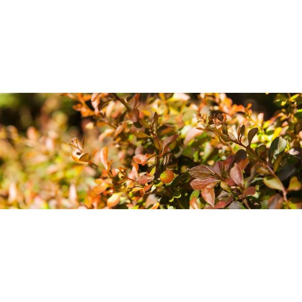 GRMOVNICA OKRASNA V LIST. ČESMIN MIX L17