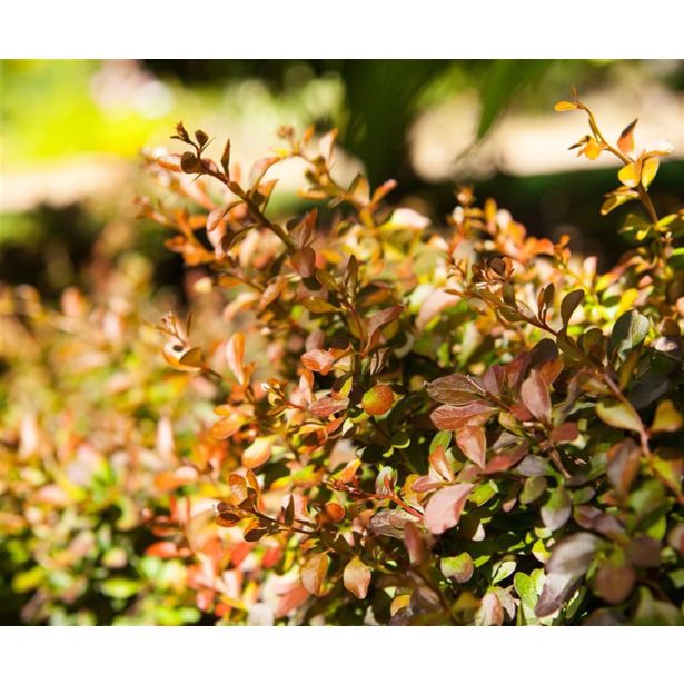 GRMOVNICA OKRASNA V LIST. ČESMIN MIX L17