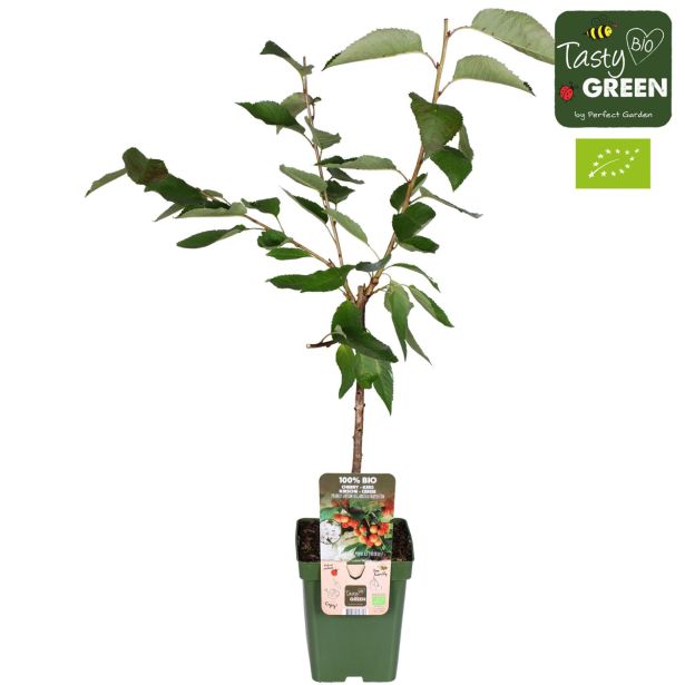 ČEŠNJA BIGARREAU NAPOLEON L23