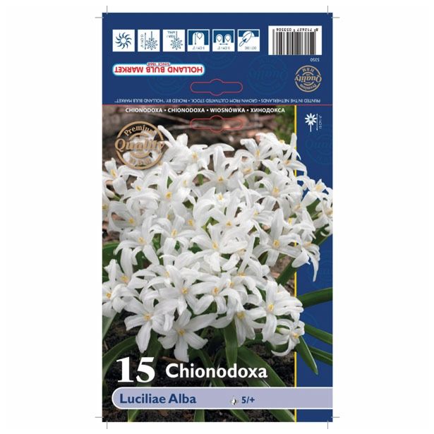 POMLADI CVETOČA ČEBULICA HOLLAND BULB MARKET CHIONODOXA LUCILIAE ALBA 5/+ 15KOS
