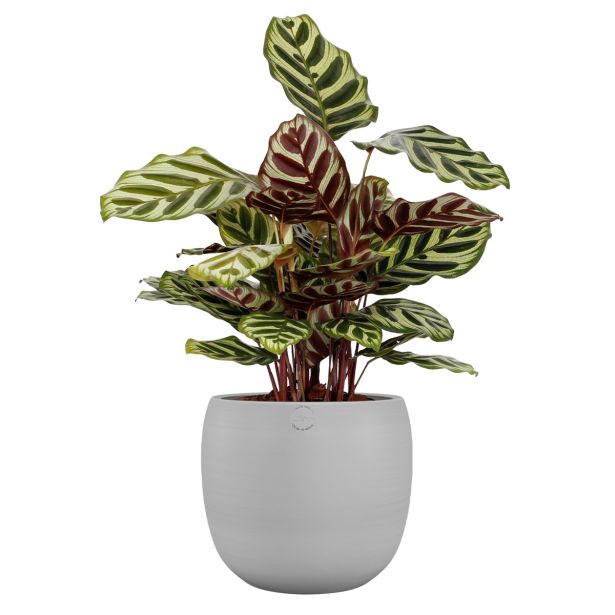 KERAMIČNI NOTRANJI LONEC CIBELE 20 CM BEL