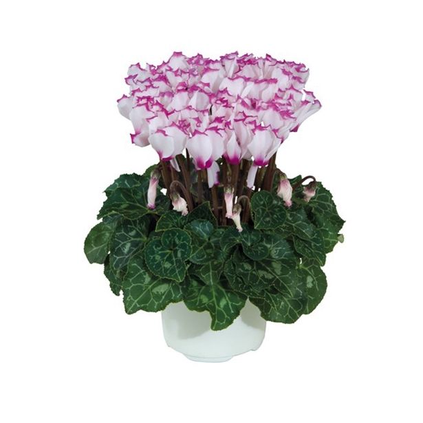 CIKLAMA CIKLAMA MINI L10