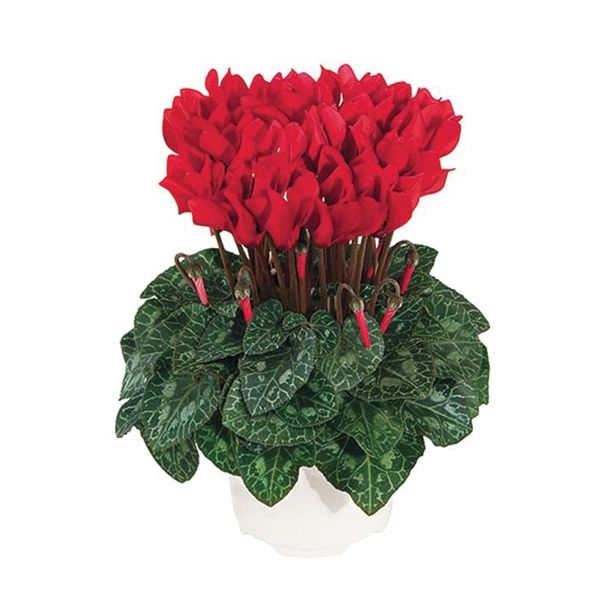 CIKLAMA CIKLAMA MINI L10