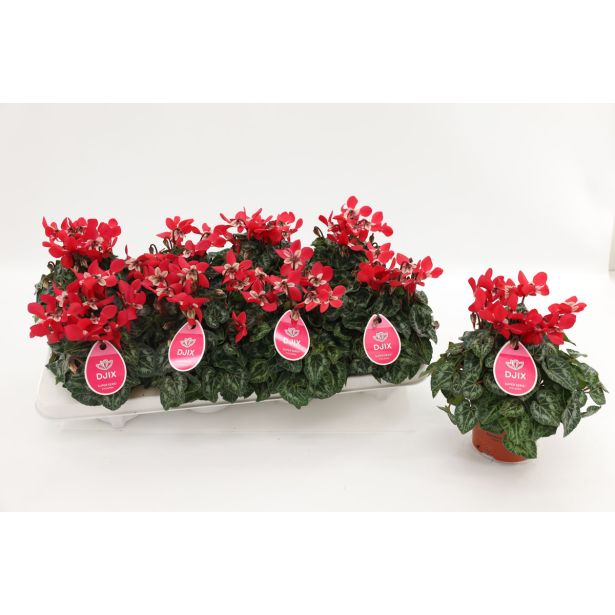 CIKLAMA DJIX RDEČA L10.5 CM