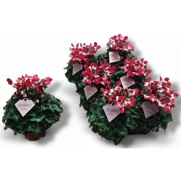 CIKLAMA DJIX RDEČA L10.5 CM