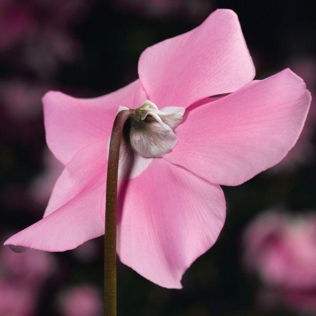 CIKLAMA VOLMARY ELFJES MIX L12