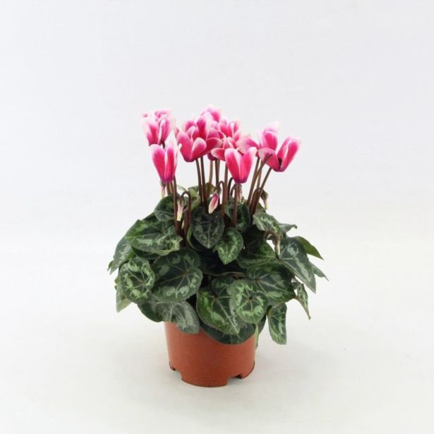 CIKLAMA FANTASIA L10.5