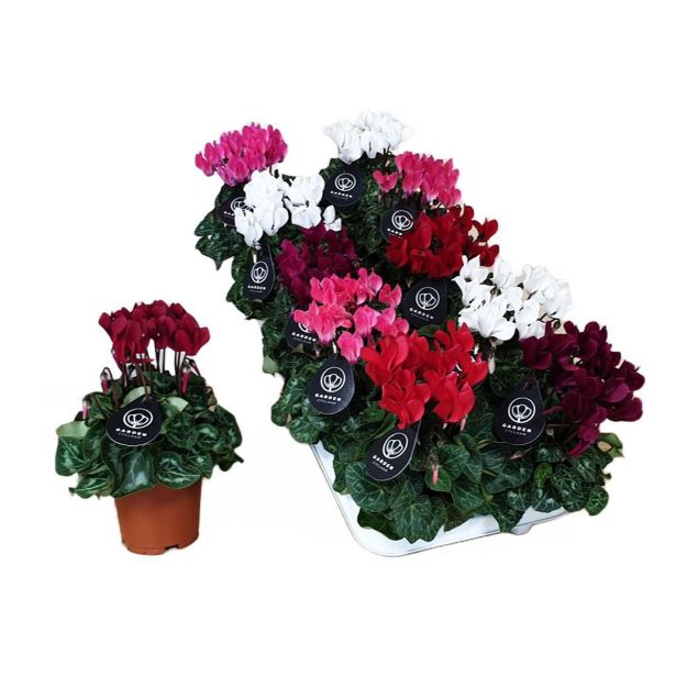 CIKLAMA GARDEN MIX L10.5 CM