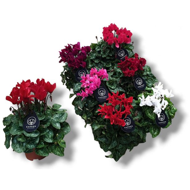CIKLAMA GARDEN MIX L10.5 CM