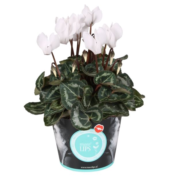 CIKLAMA MIX MORELIPS L11