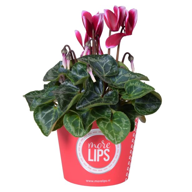 CIKLAMA MIX MORELIPS L11