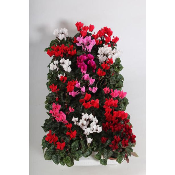 CIKLAMA VERANO L9 CM