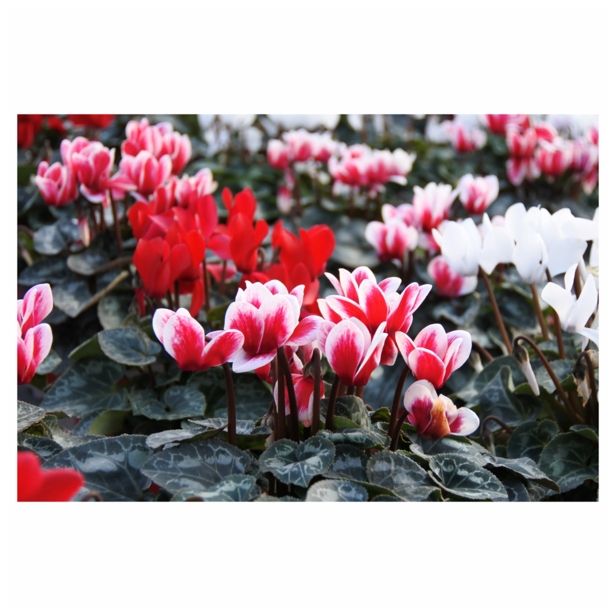 CIKLAMA VOLMARY ANGEL WINGS L11 MINI RED&SNOW