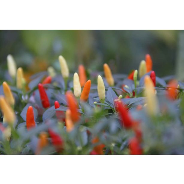 PLODOVKE L'ORTO FRUTTIFERO ČILI 1/1 BLUEBERRY L14