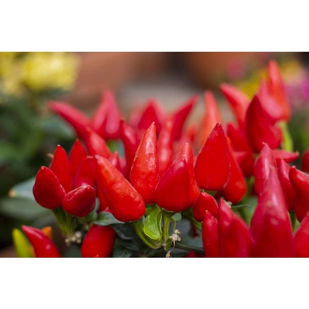 PLODOVKE L'ORTO FRUTTIFERO ČILI 1/1 CORNO DEL DIAVOLO L14