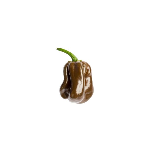 PLODOVKE L'ORTO FRUTTIFERO ČILI 1/1 HABANERO CHOCOLATE L10