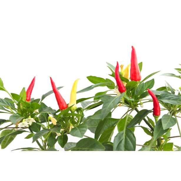 PLODOVKE L'ORTO FRUTTIFERO ČILI 1/1 HOTDAISY L14