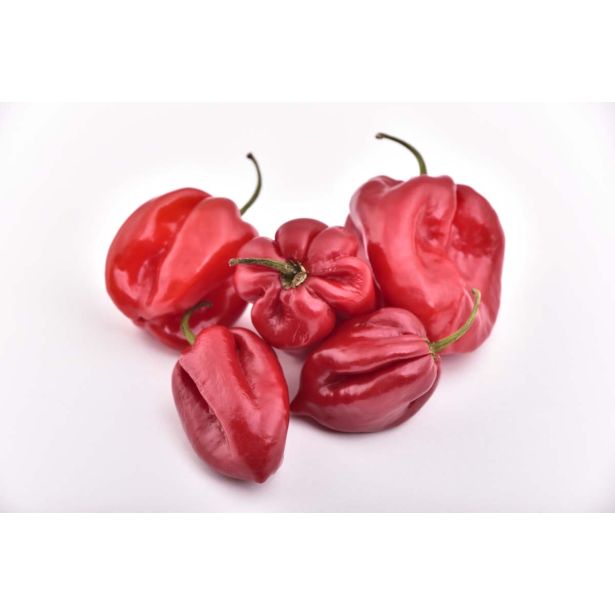 VRTNINA L'ORTO FRUTTIFERO ČILI 1/1 PANAMENO SANTANA L14