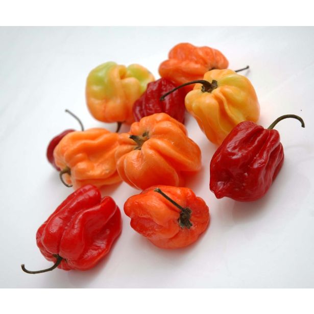 PLODOVKE L'ORTO FRUTTIFERO ČILI 4/1 HABANERO MIX KULTIPAK