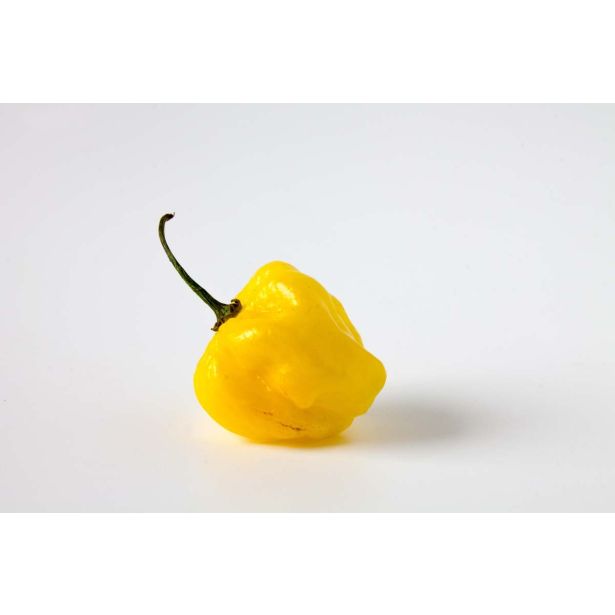 VRTNINA L'ORTO FRUTTIFERO ČILI RUMEN 1/1 BENI HIGLANDS GIALLO L14