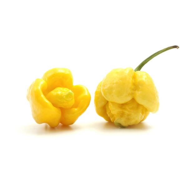 PLODOVKE L'ORTO FRUTTIFERO ČILI RUMEN 1/1 PICCANTE GIALLO PUNG L14