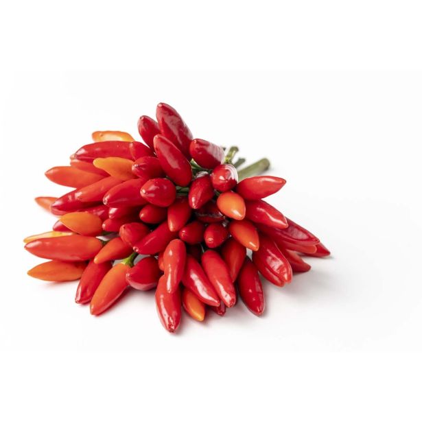 PLODOVKE L'ORTO FRUTTIFERO ČILI TABASCO 1/1 TABASCO CONICO ROSSO L14