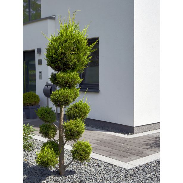 IGLAVEC CIPRESA PON PON L24 V70