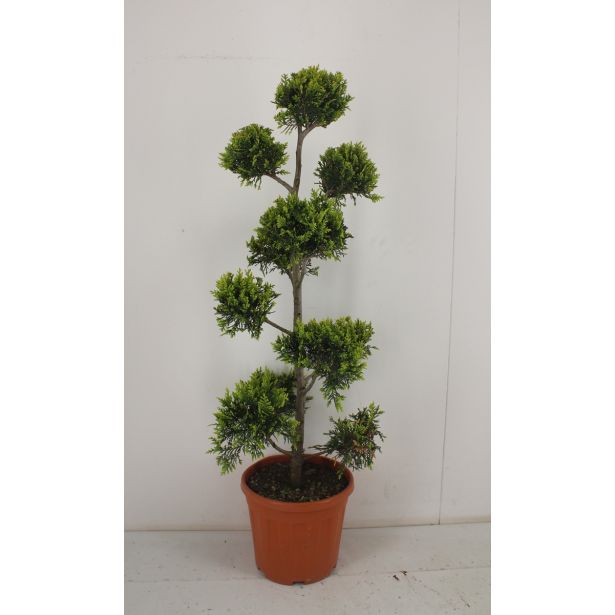 IGLAVEC CIPRESA PON PON L24 V70