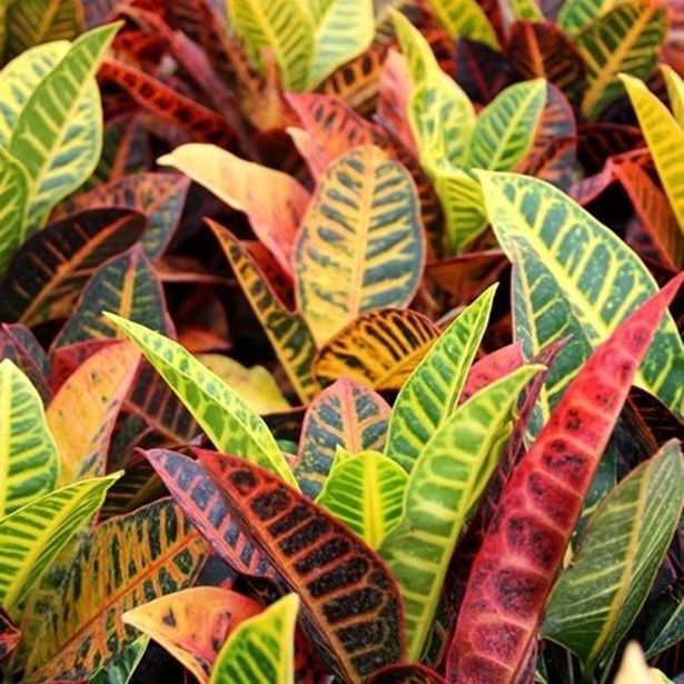 KROTON CODIAEUM VARIEGATUM MIX L13CM VIŠ 35CM