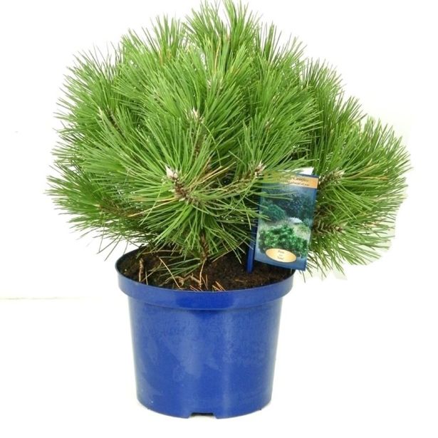 IGLAVEC ČRNI BOR NANA L23