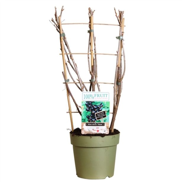 JAGODIČEVJE ČRNI RIBEZ TITANIA L21