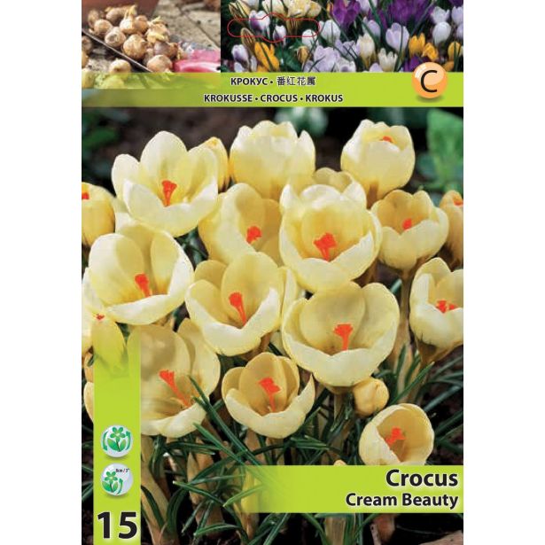 POMLADI CVETOČA ČEBULICA CROCUS CREAM BEAUTY 5/7 15 KOS