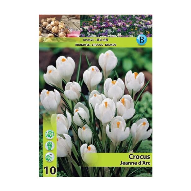 POMLADI CVETOČA ČEBULICA HOLLAND BULB MARKET CROCUS JEANNE D' ARC 7/8 10 KOS