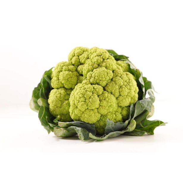 KAPUSNICE L'ORTO FRUTTIFERO CVETAČA 4/1 SUSANA F1 KULTIPAK