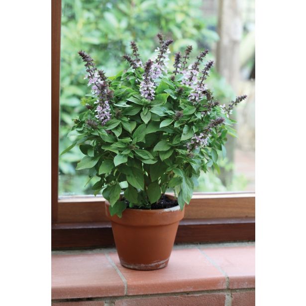 BAZILIKA VOLMARY CVETOČA 12 CM