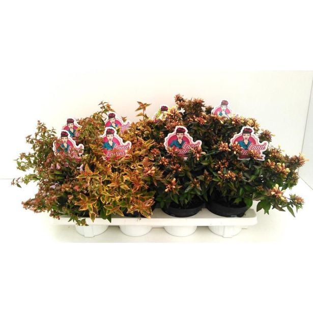 CVETOČA GRMOVNICA ABELIJA MIX L13