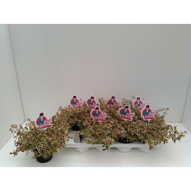 CVETOČA GRMOVNICA ABELIJA MIX L13