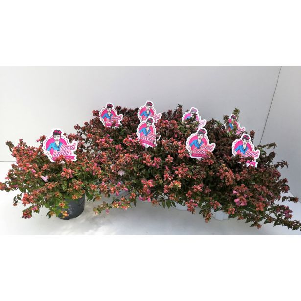 CVETOČA GRMOVNICA ABELIJA MIX L13