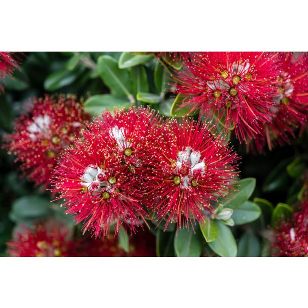 CVETOČA GRMOVNICA BOŽIČNO DREVO