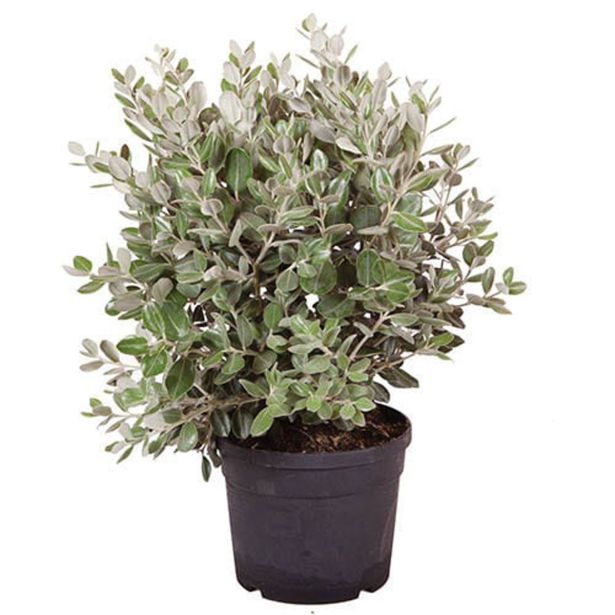 CVETOČA GRMOVNICA BOŽIČNO DREVO