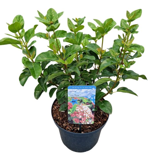 CVETOČA GRMOVNICA BROGOVITA L23