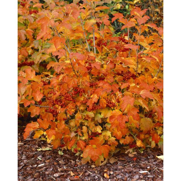 CVETOČA GRMOVNICA BROGOVITA (VIBURNUM COMPACTUM) L19CM
