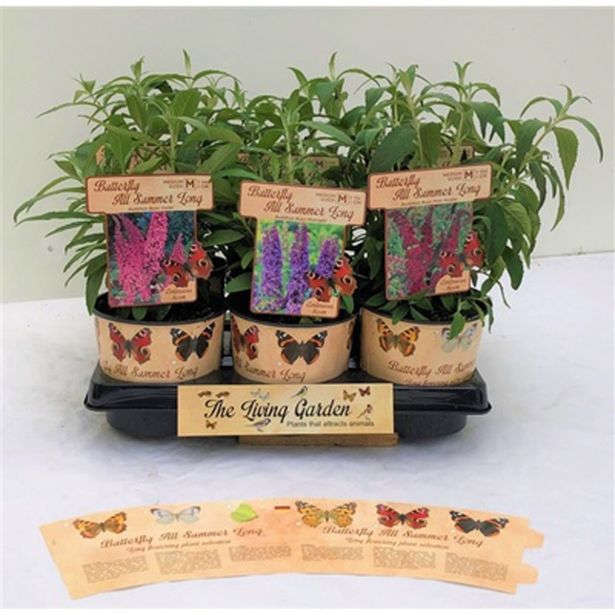 CVETOČA GRMOVNICA DAVIDOV METULJNIK MIX L15