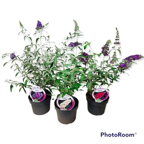 CVETOČA GRMOVNICA DAVIDOV METULJNIK MIX L19