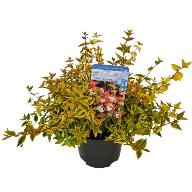 CVETOČA GRMOVNICA ESKALONIJA "GOLDEN CARPET" L17 CM