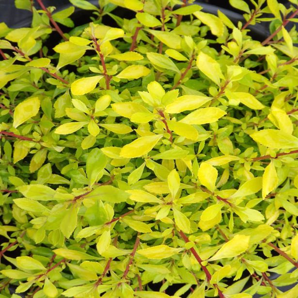 CVETOČA GRMOVNICA ESKALONIJA "GOLDEN CARPET" L17 CM
